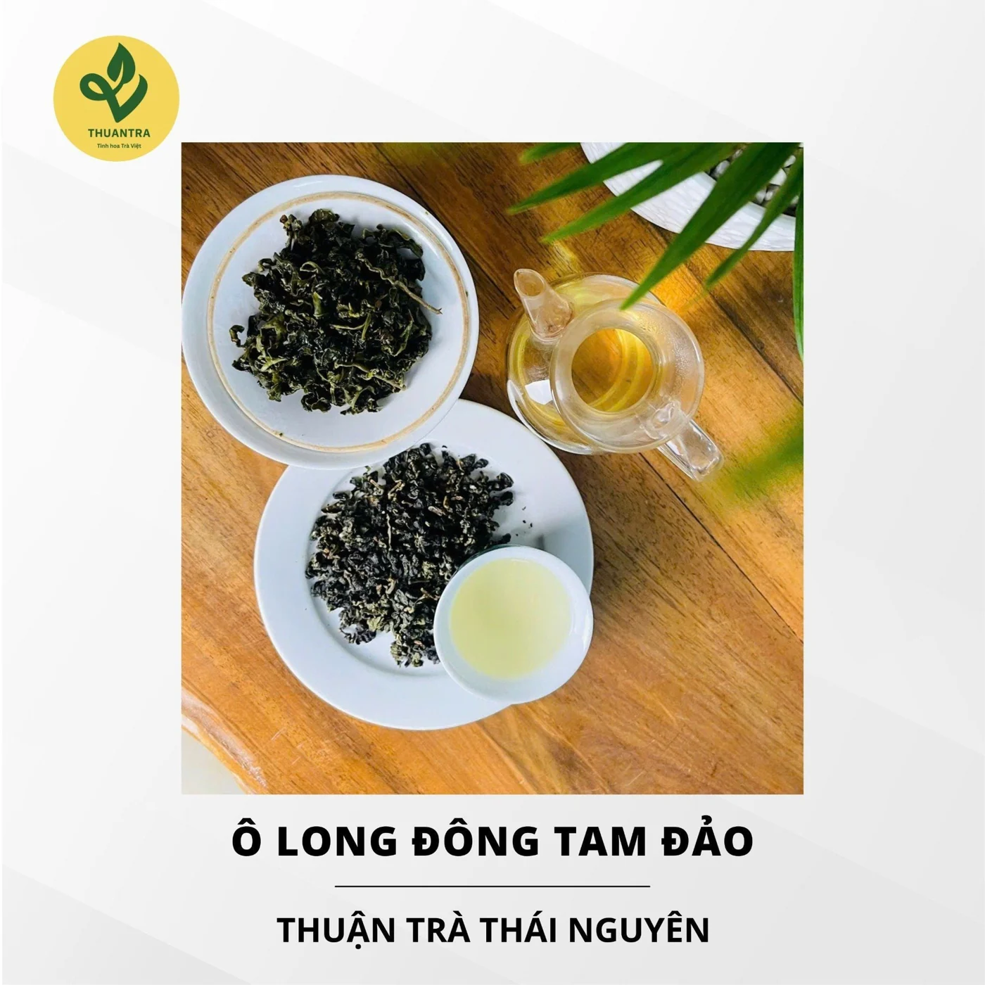 Trà Ô Long Đông Tam Đảo cánh trà tròn đều