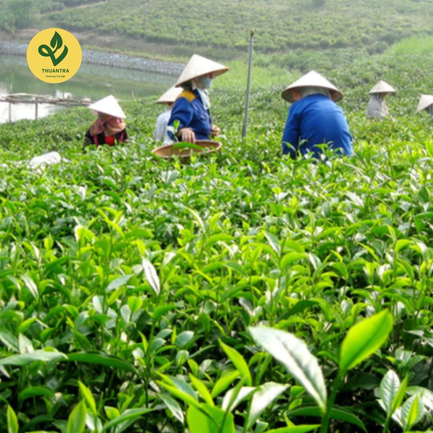 Trà Ô Long Đông Tam Đảo trà sạch 6 không