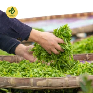 Trà Ô Long Đông Tam Đảo chuẩn VietGAP