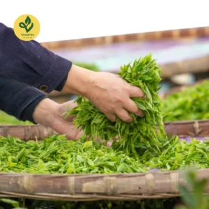 Trà Sạch 6 Không đạt chuẩn VietGAP