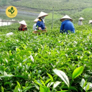 Trà Sạch 6 Không trà xanh Thái Nguyên