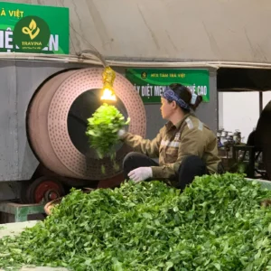 Trà Tấm Nõn trà xanh Thái Nguyên