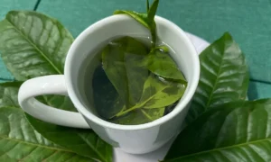 Trà xanh và xương khi dùng điều độ mỗi ngày