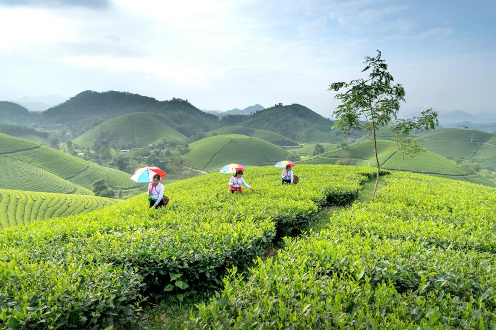 Trà xanh giảm cân hiệu quả - Ảnh lưu trữ miễn phí về bụi cây, cánh đồng, cây xanh