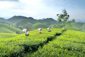Trà xanh giảm cân hiệu quả - Ảnh lưu trữ miễn phí về bụi cây, cánh đồng, cây xanh
