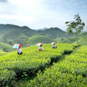 Trà xanh giảm cân hiệu quả - Ảnh lưu trữ miễn phí về bụi cây, cánh đồng, cây xanh